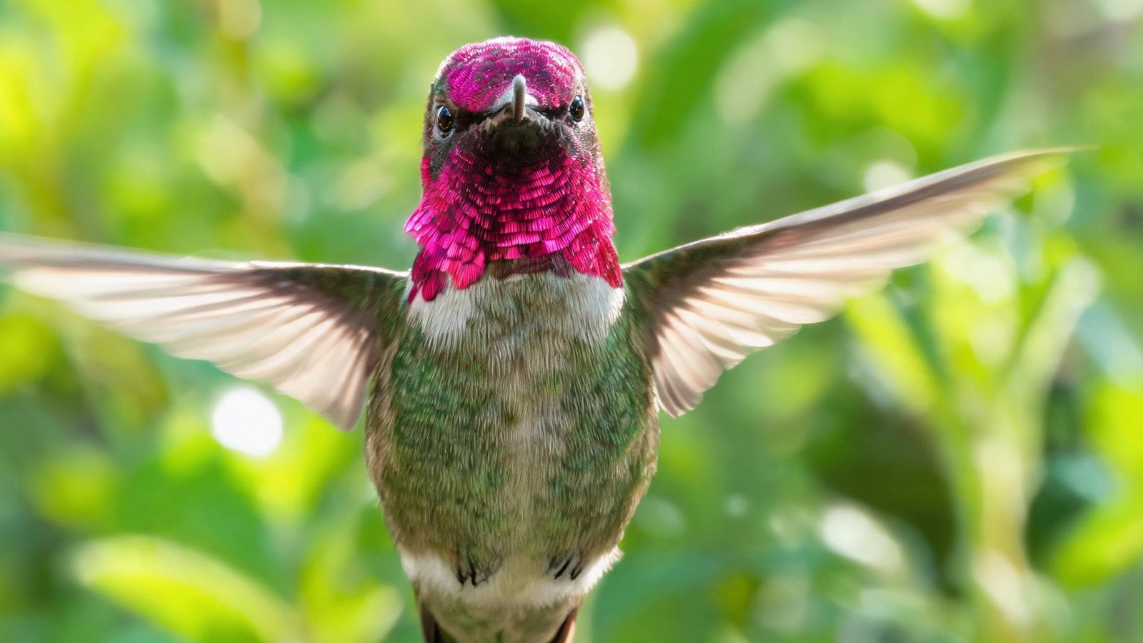 An Anna's hummingbird hovering