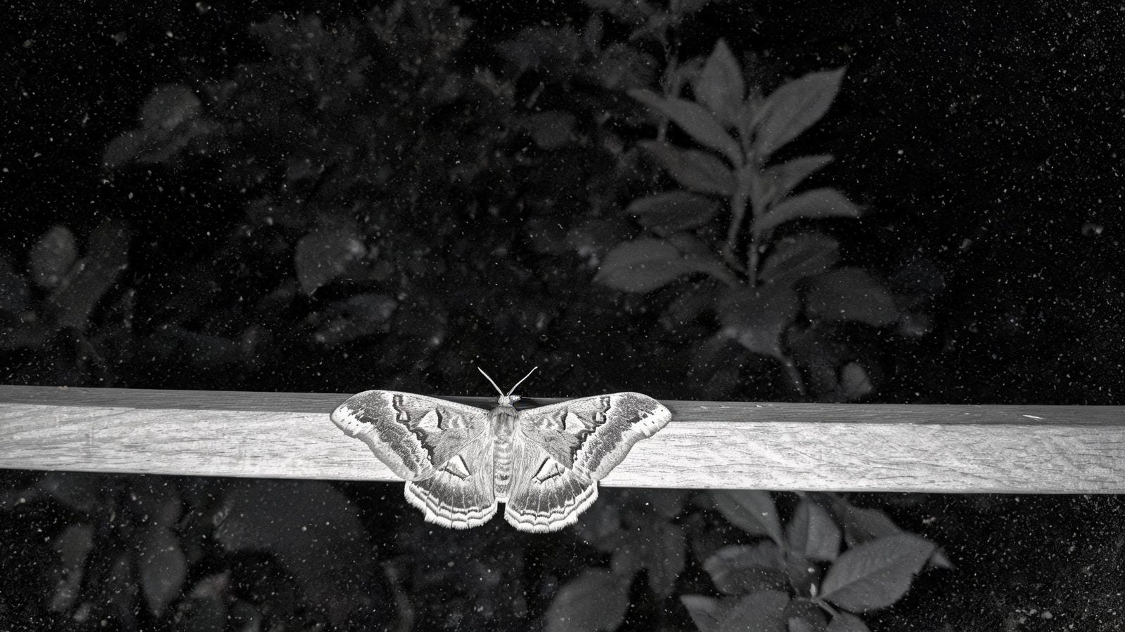 Night vision view of the perch with a moth