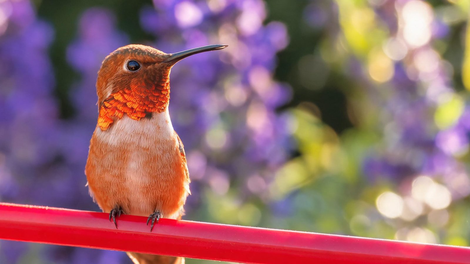 A rufous hummingbird close up
