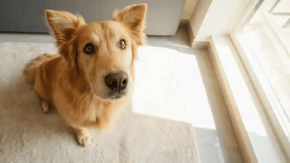 A dog tilts its head at a familiar voice