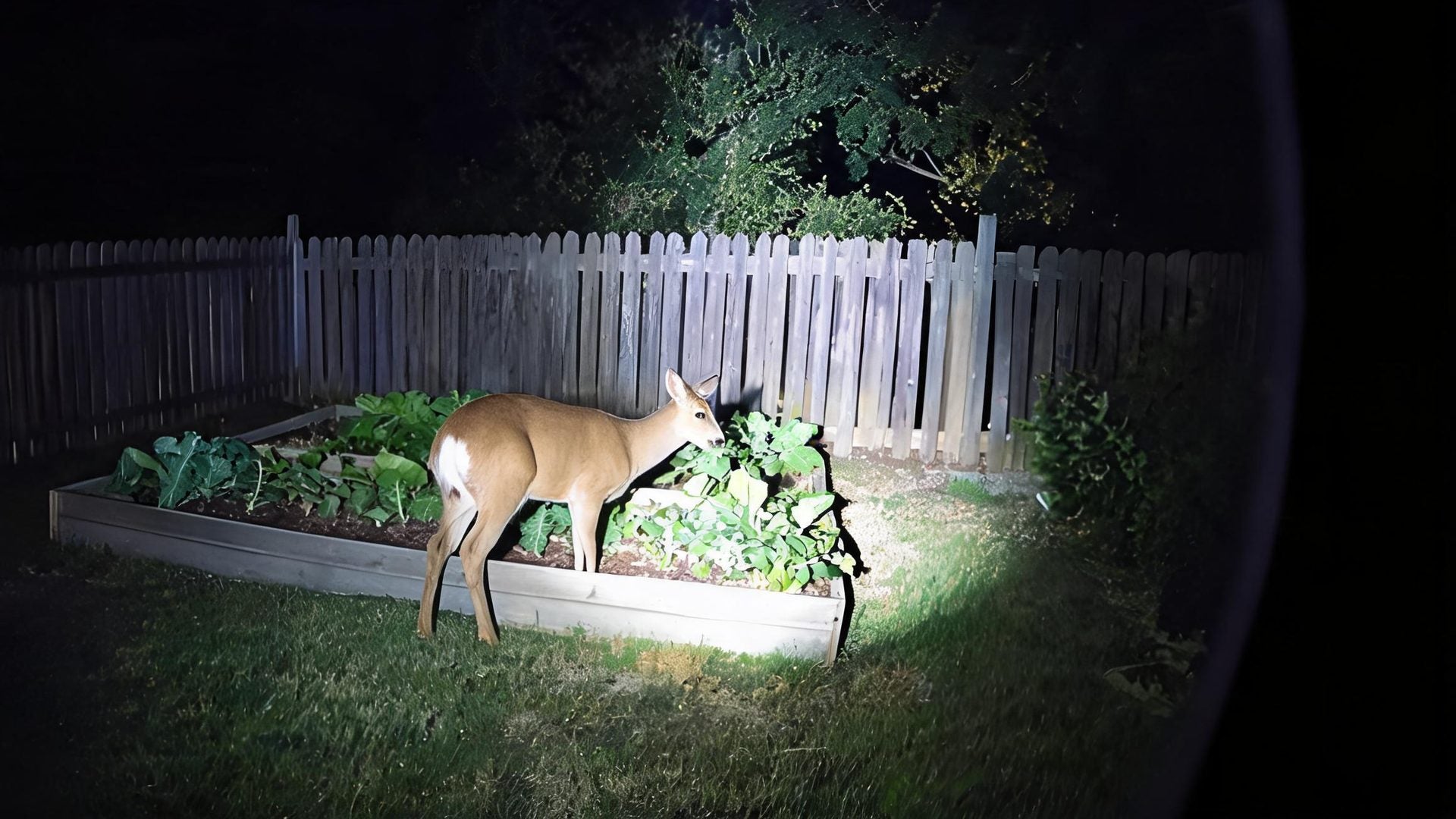 A deer eating from a raised bed at night, lit by a spotlight