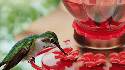 Hummingbird Feeder Camera
