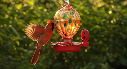 Hummingbird Feeder Camera