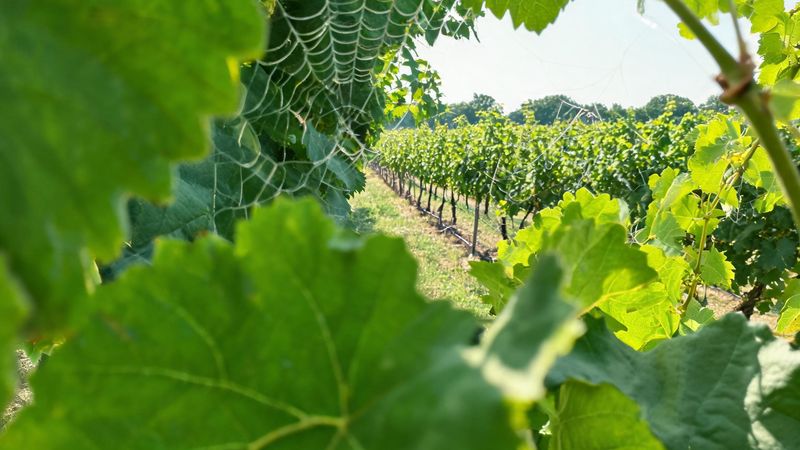Vineyard feed covered by leaves
