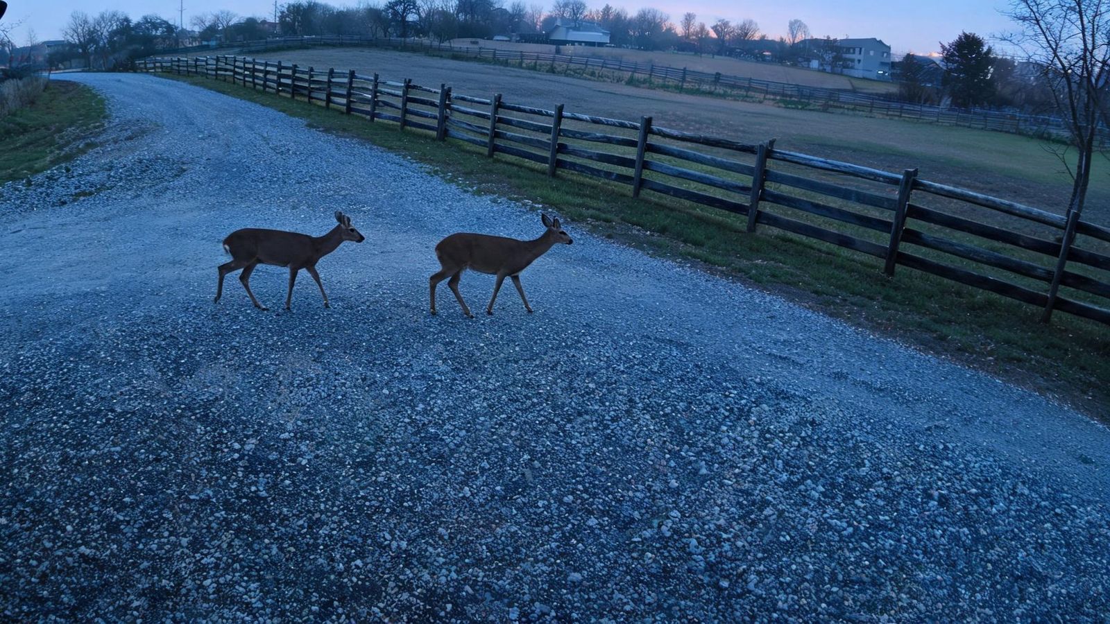 Two deer crossing a farm lane at dusk