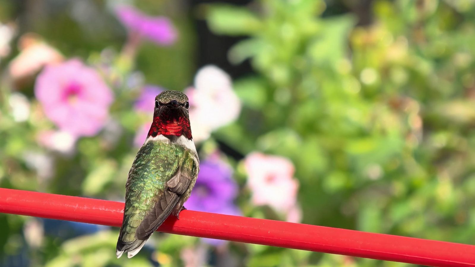 A ruby-throated hummingbird close up