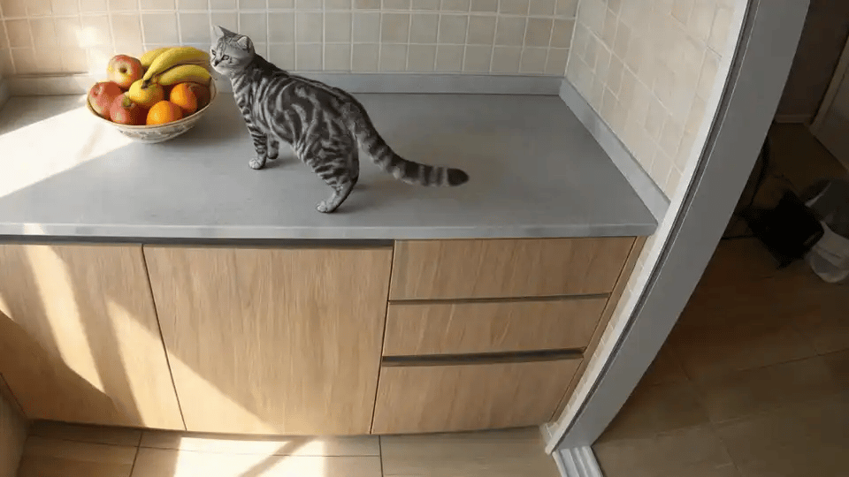A cat walks across the kitchen counter and hops down