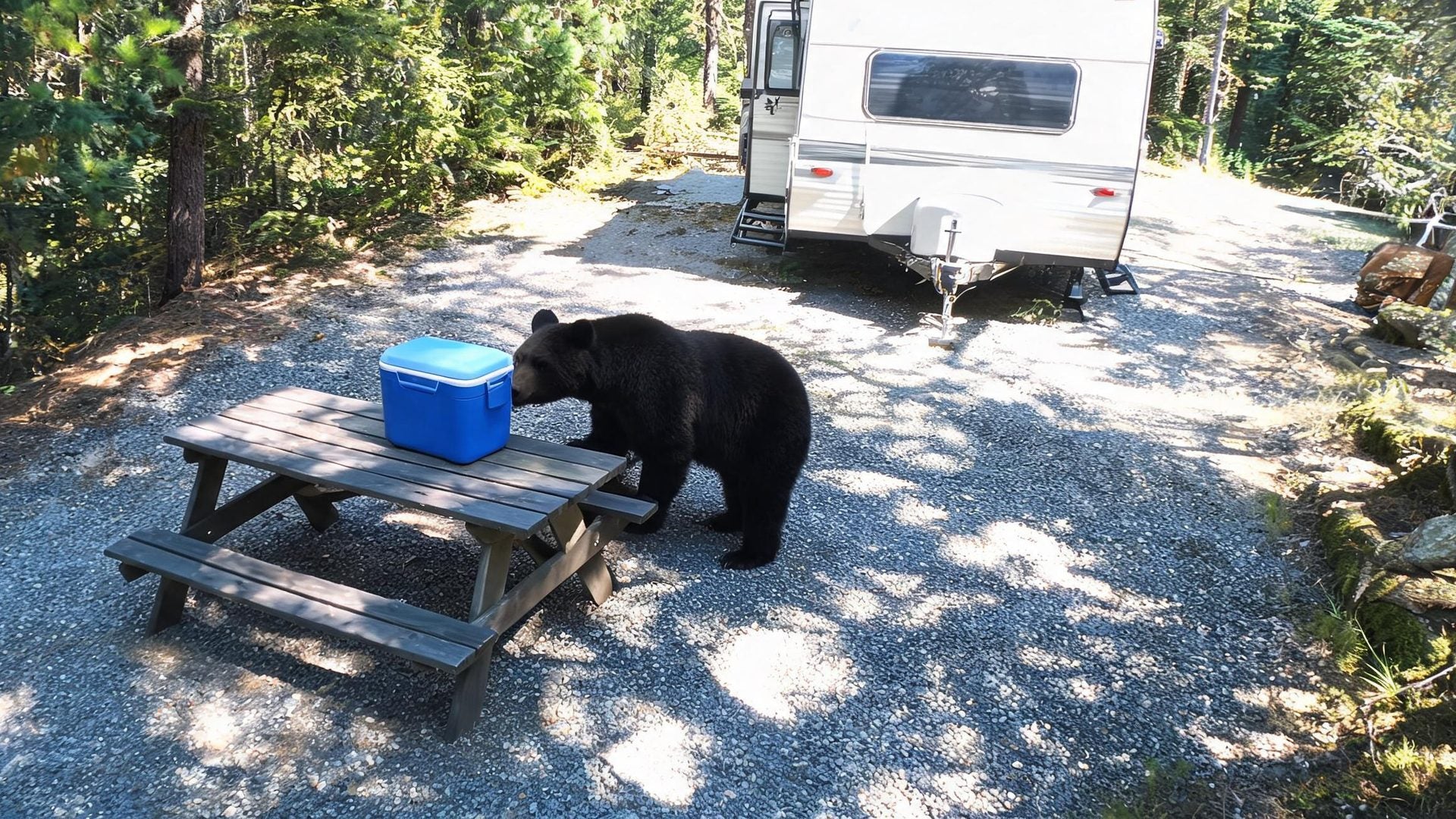 A black bear sniffing a cooler on a picnic table next to a trailer